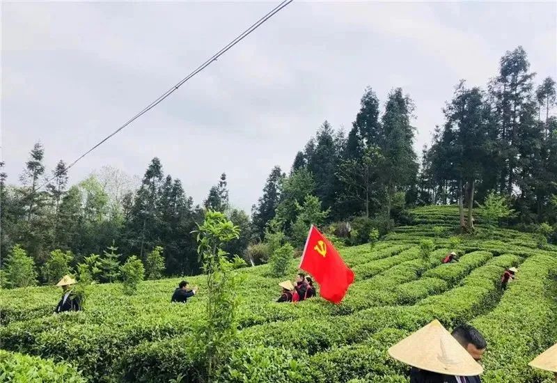 普定哚贝古茶：古茶飘香 采摘正忙