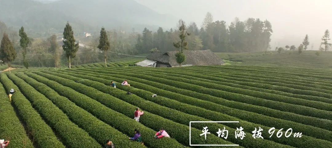 湄潭：栗香茶业流河渡茶园春茶正式开采