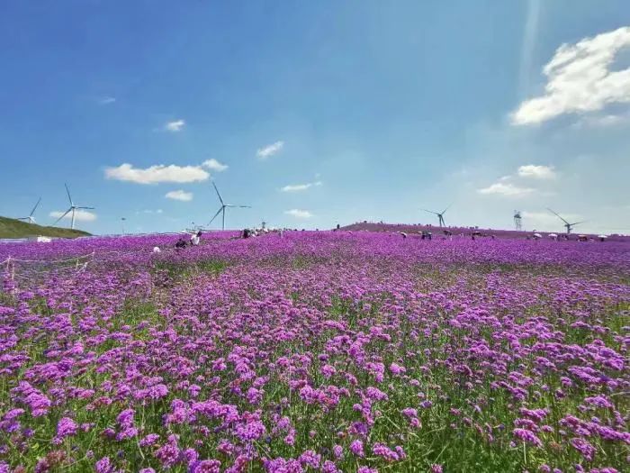 最美花海民宿之星宿丨住进高山草原的星宿民宿 可听风吟、闻花香