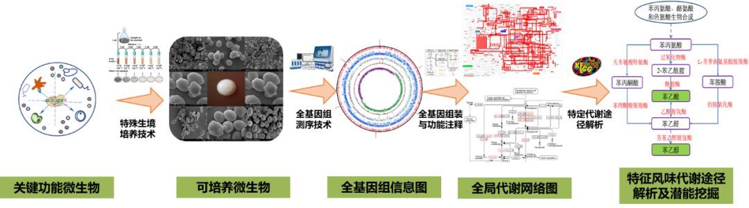 揭密“微生物密码”：从“道”的层面解读茅台传统工法