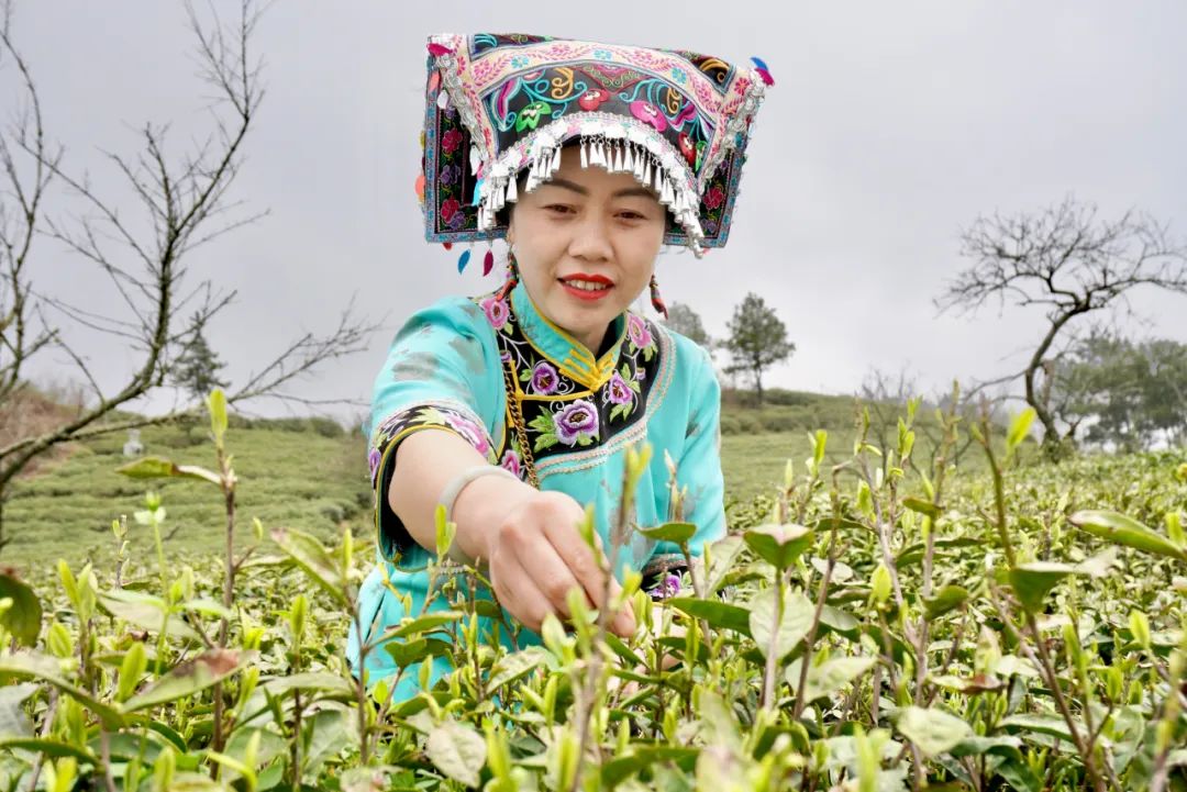 春风拂动毛尖飘香！都匀毛尖春茶开采啦！