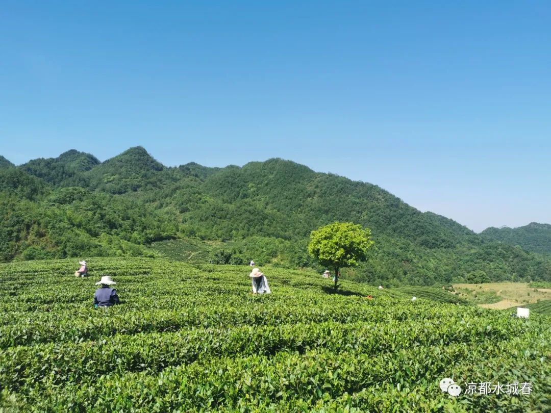 凉都水城春：春茶采摘正当时 专家培训指导忙