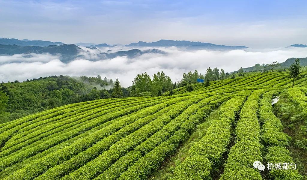 十条「茶令」规范都匀毛尖核心产区茶青市场