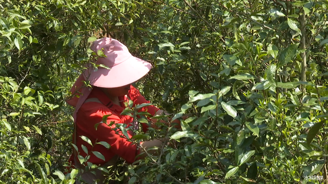 水城：古树焕生机，茶农采摘忙