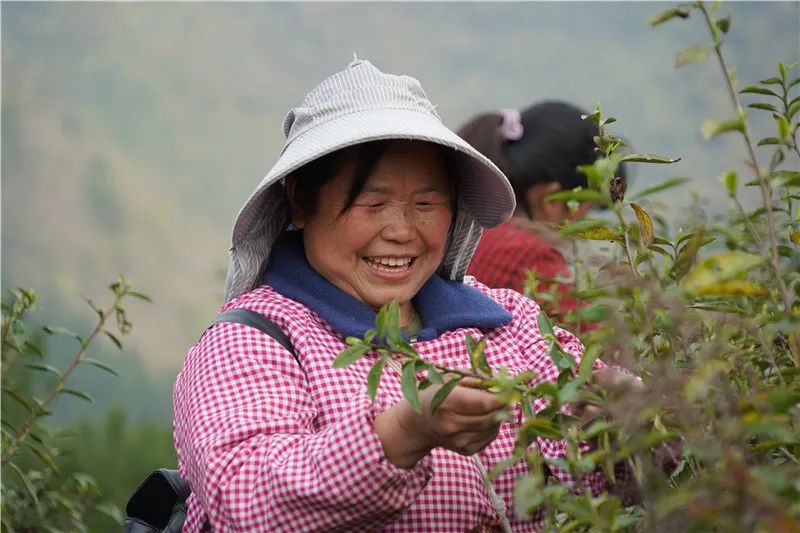 石阡：春茶首采 喜了村民和茶企