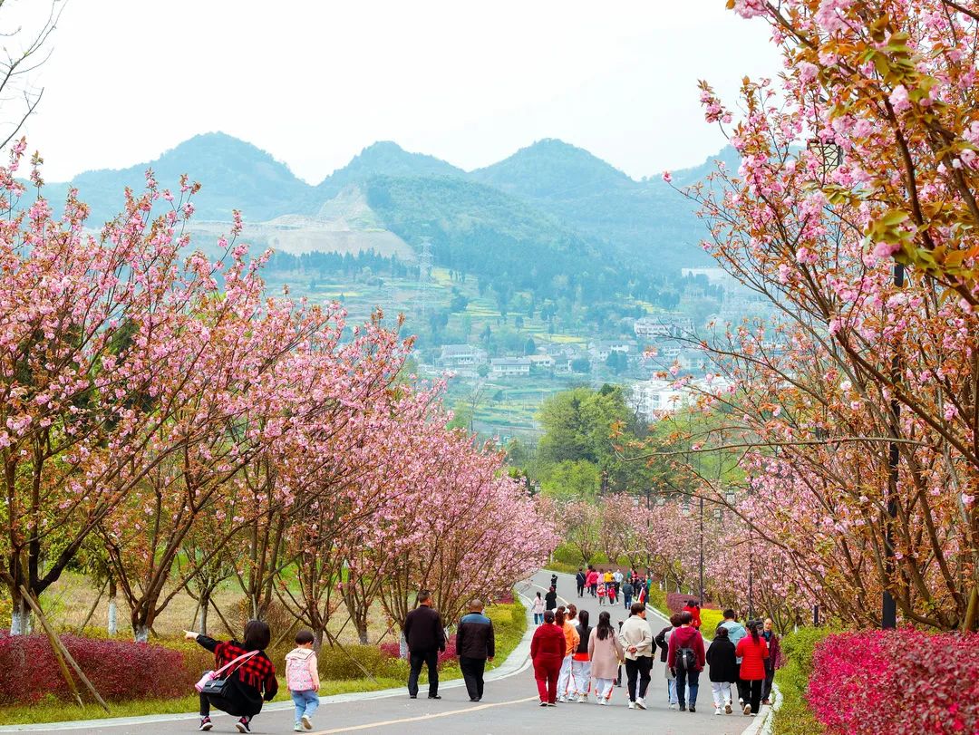 春日寻芳何处去？遵义专属赏花地图新鲜出炉，赶紧收藏~