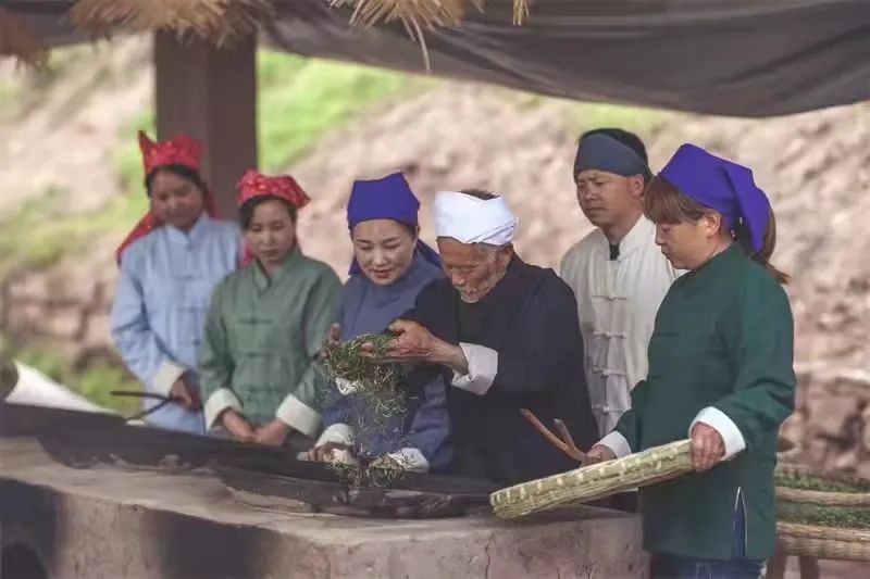 金沙：茶香四溢！12.5万亩春茶全面开采