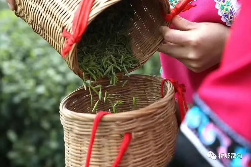 十条「茶令」规范都匀毛尖核心产区茶青市场