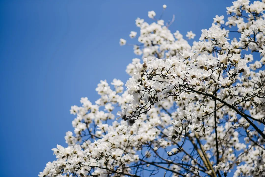 春日寻芳何处去？遵义专属赏花地图新鲜出炉，赶紧收藏~