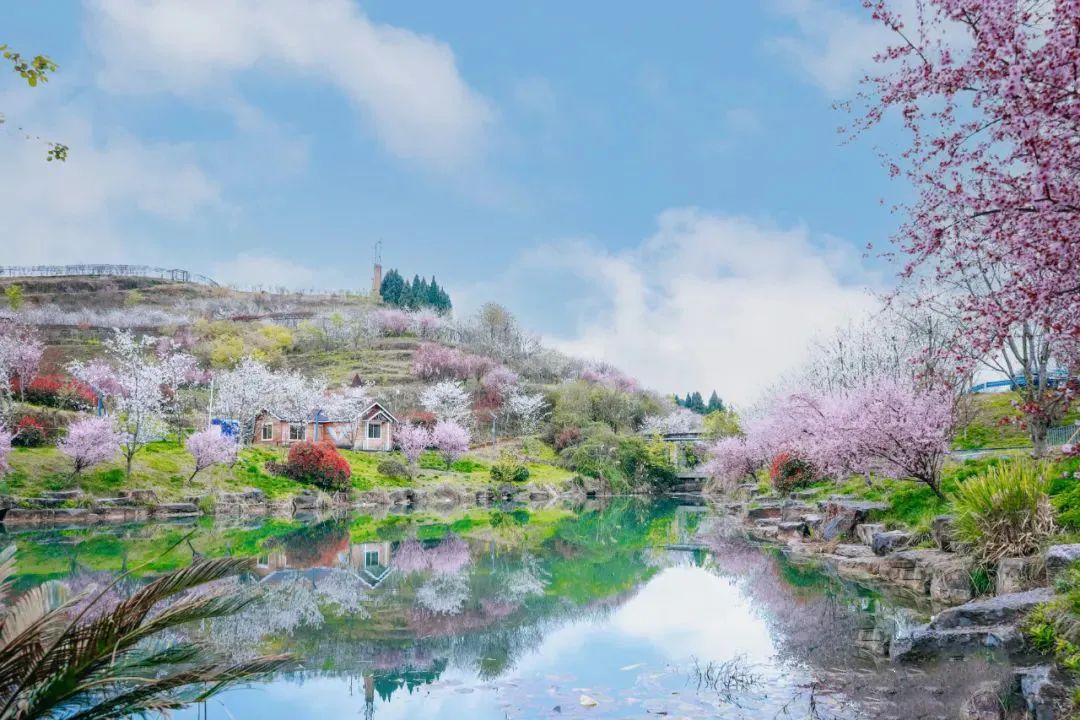 春日寻芳何处去？遵义专属赏花地图新鲜出炉，赶紧收藏~