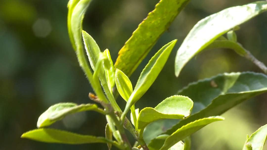 水城：古树焕生机，茶农采摘忙