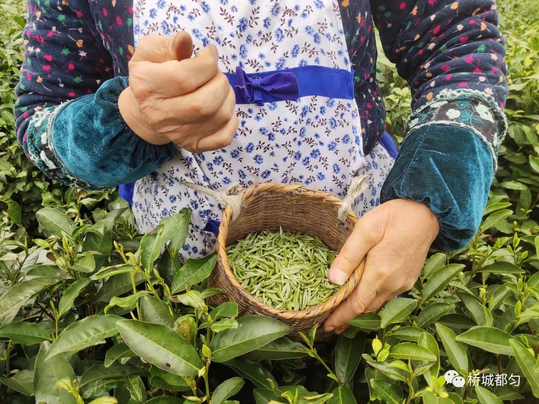 十条「茶令」规范都匀毛尖核心产区茶青市场