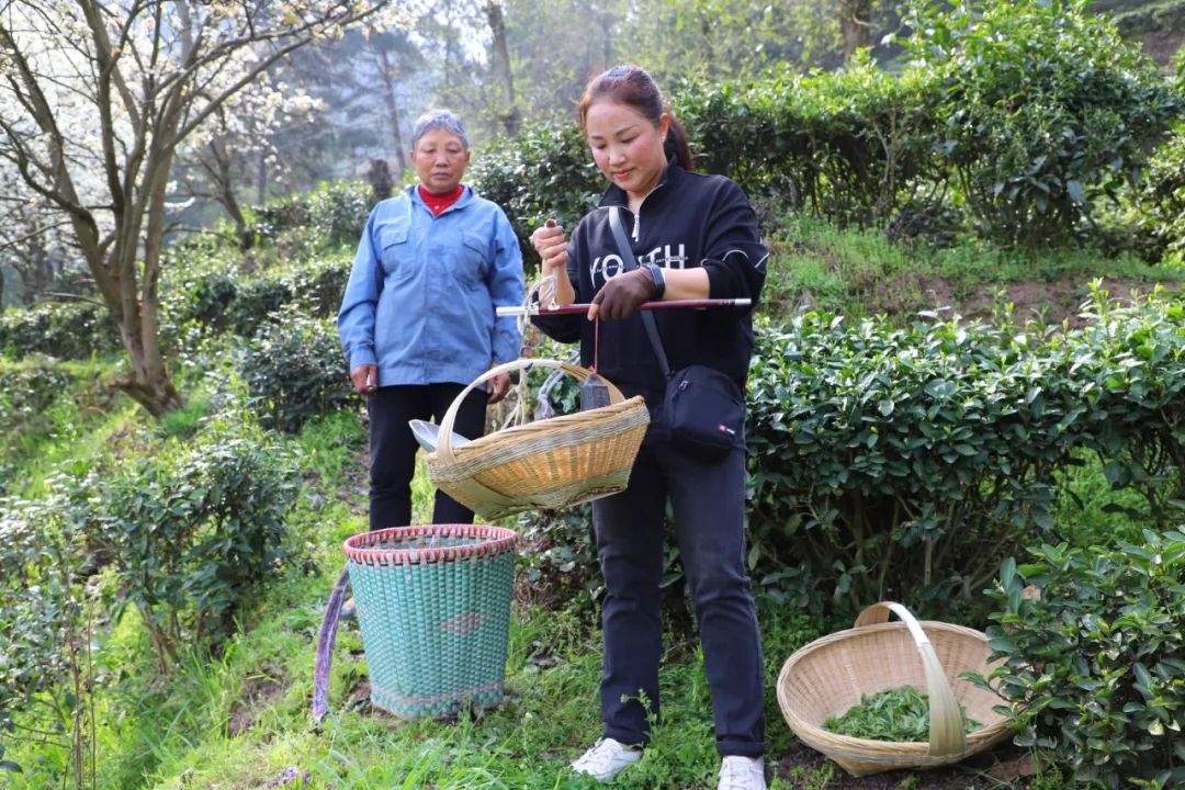 金沙：茶香四溢！12.5万亩春茶全面开采