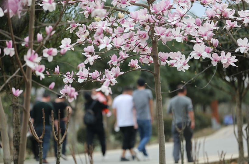 春日寻芳何处去？遵义专属赏花地图新鲜出炉，赶紧收藏~