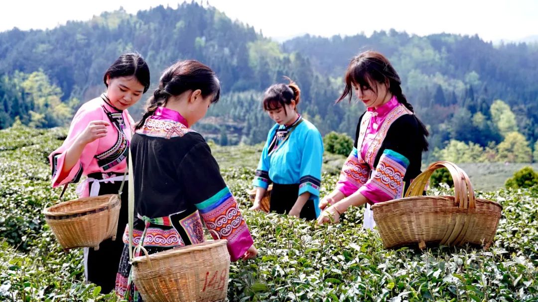 省时又省力！贵州安顺瀑布茶业推出“收茶青”小程序