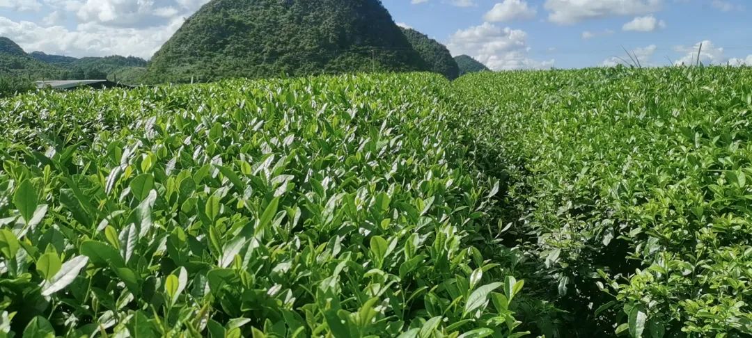 万亩茶山茶飘香 秋茶生产正当时