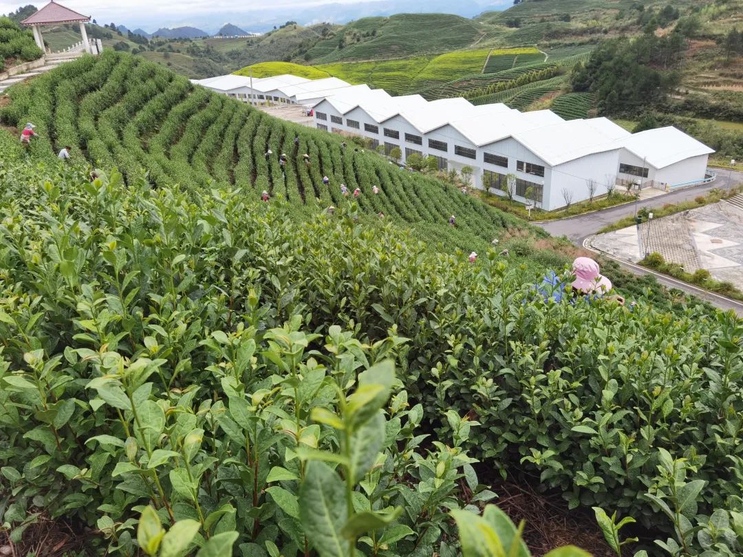 万亩茶山茶飘香 秋茶生产正当时