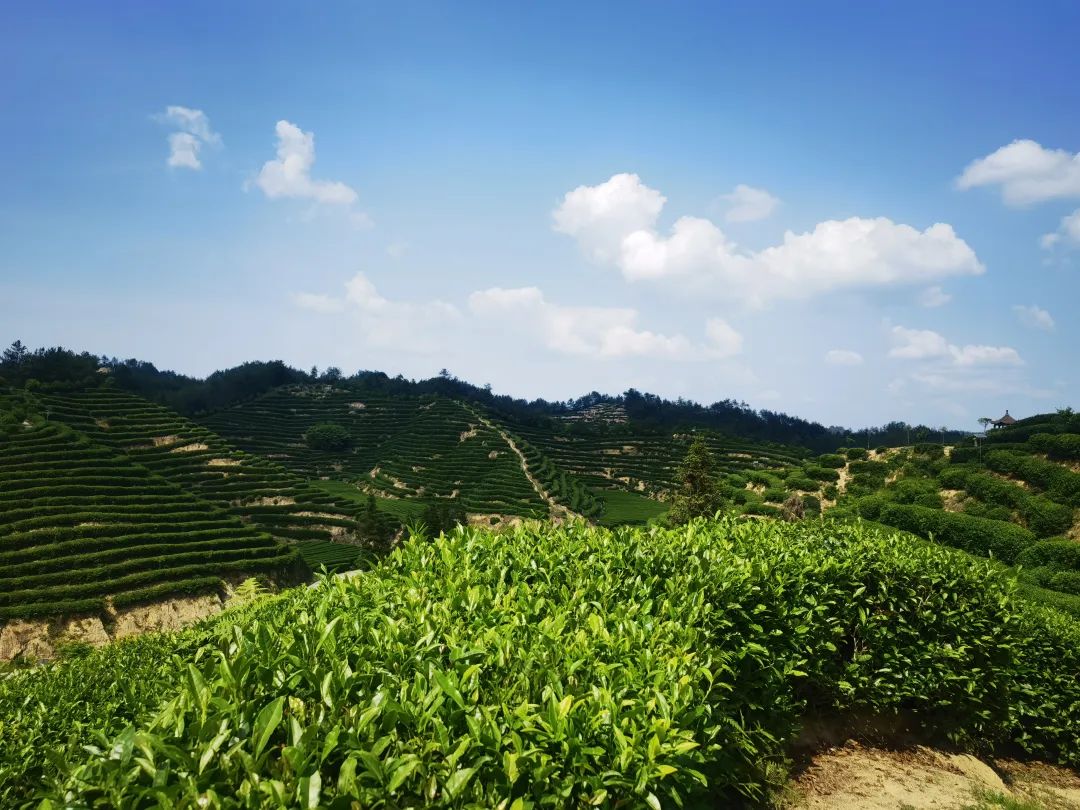 万亩茶山茶飘香 秋茶生产正当时