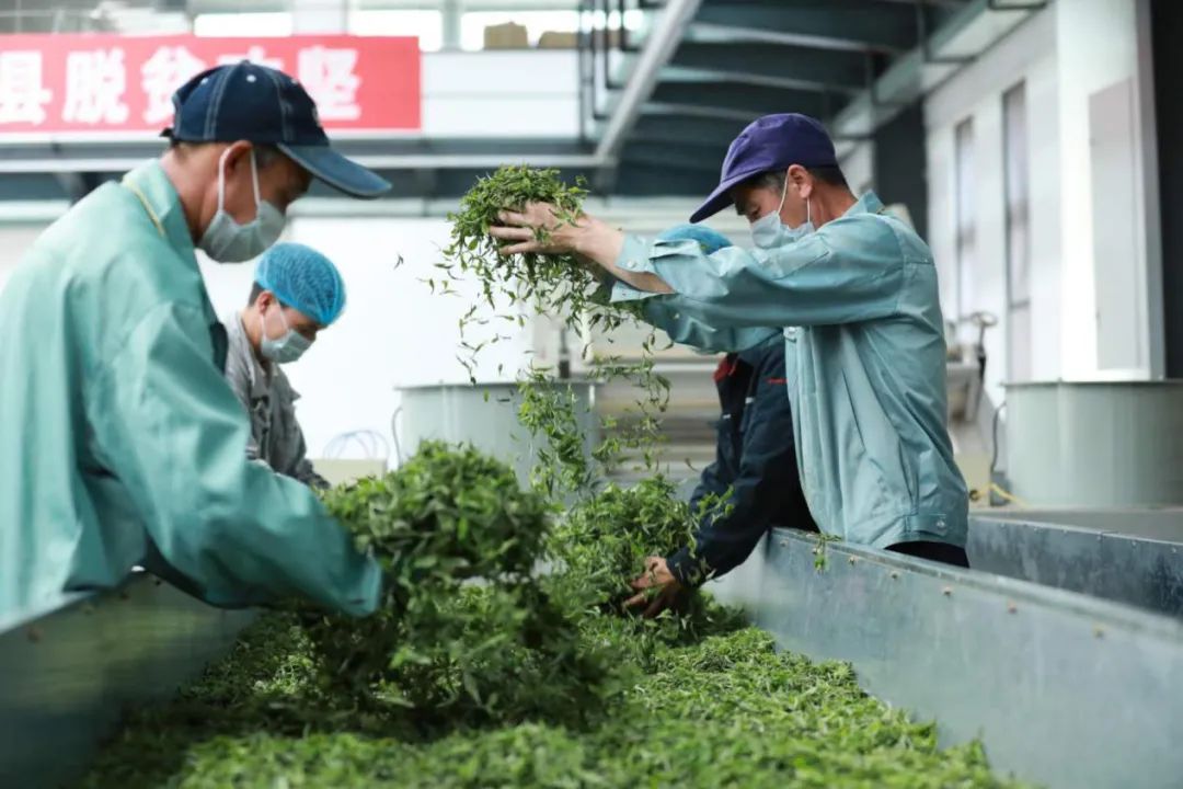 万亩茶山茶飘香 秋茶生产正当时