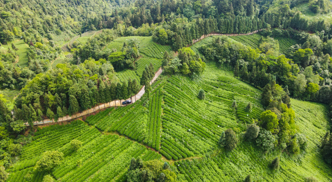 万亩茶山茶飘香 秋茶生产正当时