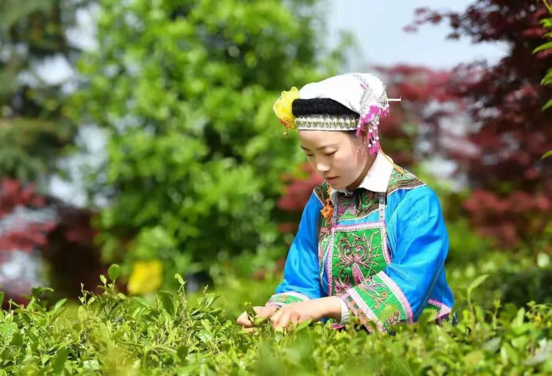 黔茶人物丨红福姐妹：冉冉盛开的茶山之花