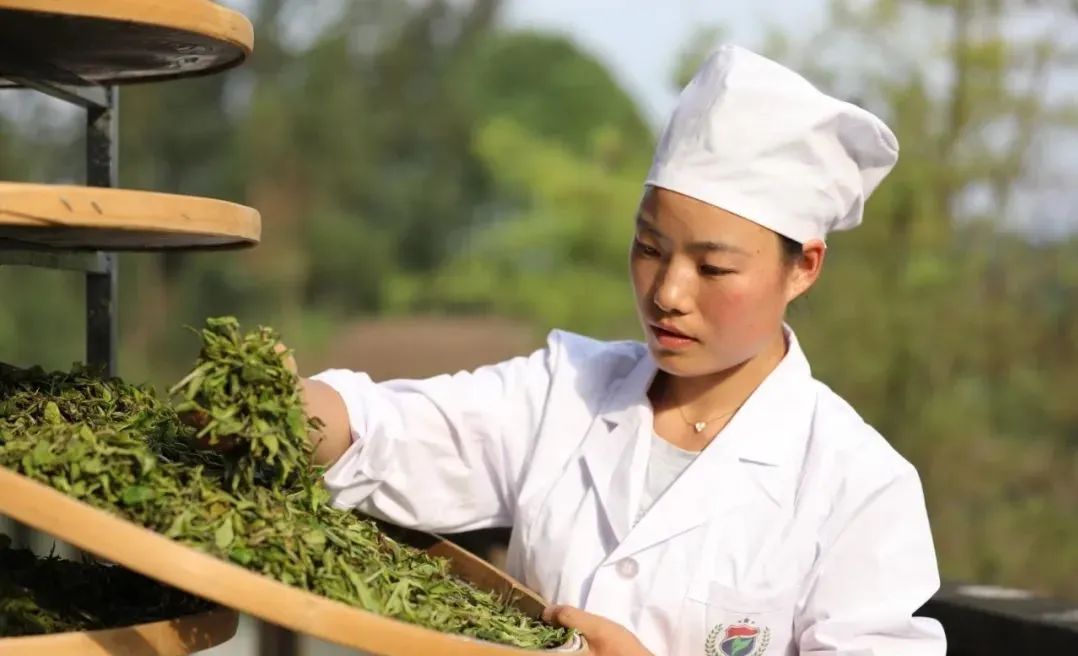 黔茶人物丨红福姐妹：冉冉盛开的茶山之花