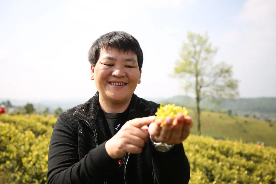 黄红缨:开山劈路建1.2万亩茶园的“新贵人”