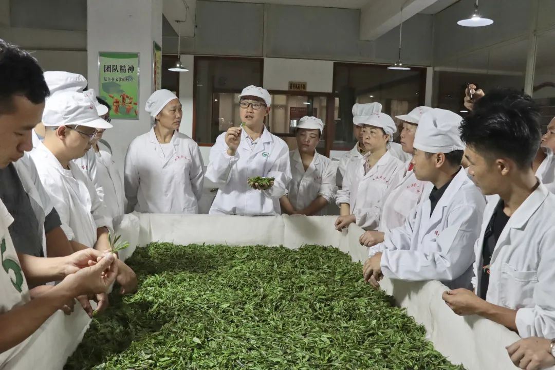 雷山茶叶加工专项培训班走进车间 手把手传授高品质绿茶加工诀窍