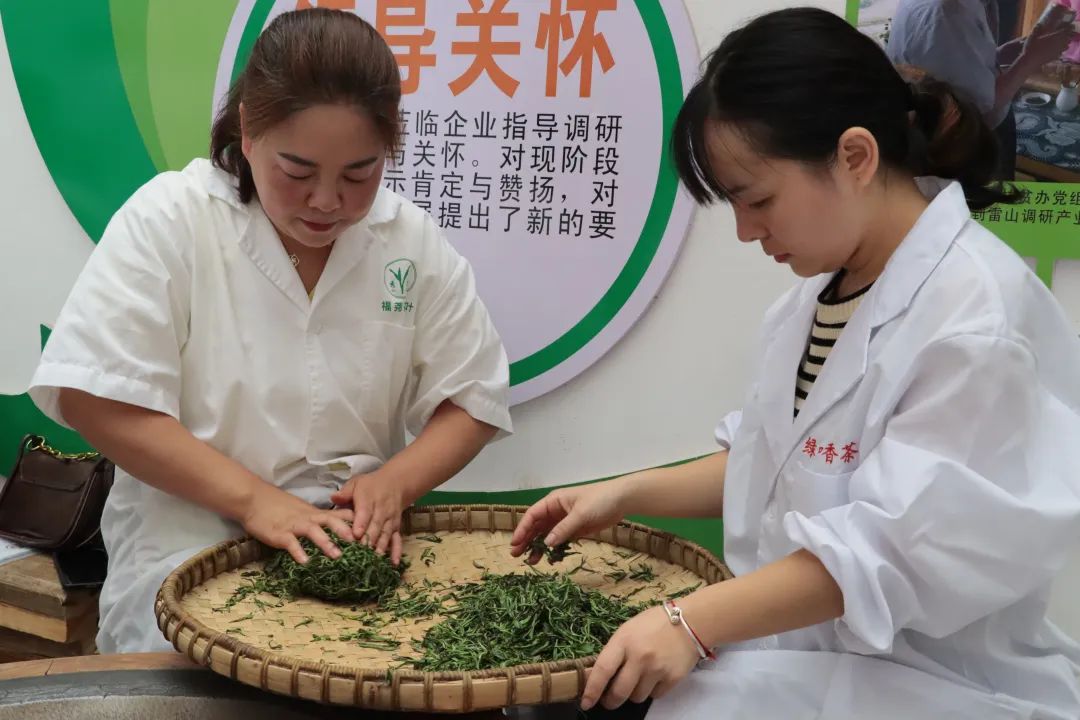 雷山茶叶加工专项培训班走进车间 手把手传授高品质绿茶加工诀窍