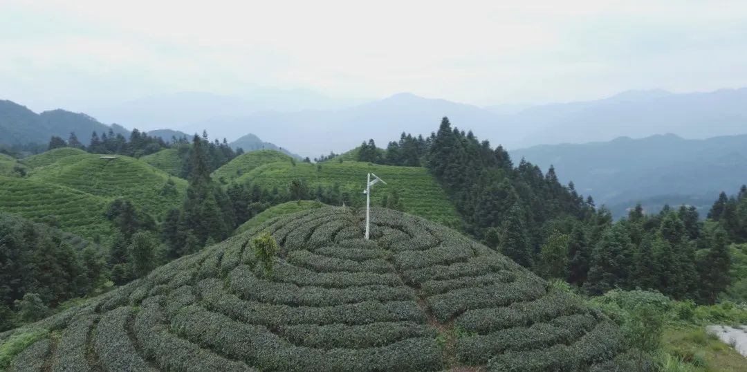 不用远赴雷山，在贵阳也能喝到顶好的雷山贵州绿茶啦！