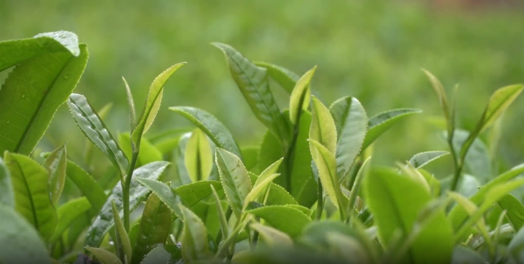 激发雷山茶产业发展新活力 做强“贵州绿茶”地理标志农产品