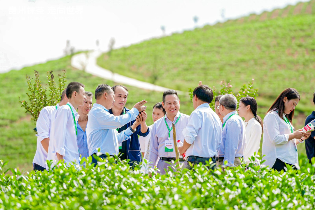 聚智聚力——贵茶第八届茶产业联盟大会在瓮安县召开