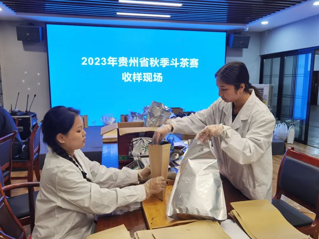 132份茶样已集结就位！2023年贵州省秋季斗茶赛收样结束