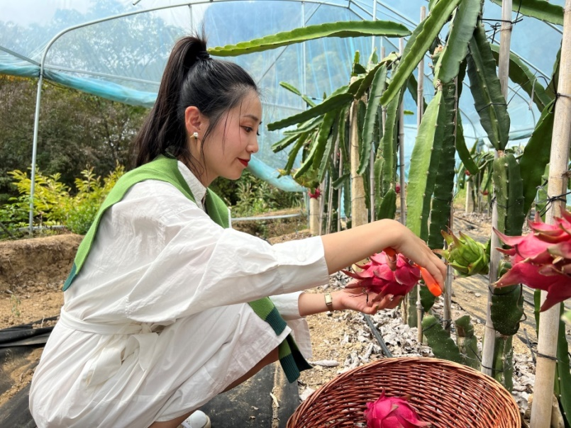 「必胜客扶业计划」施秉火龙果种植专属地块开展首次采摘