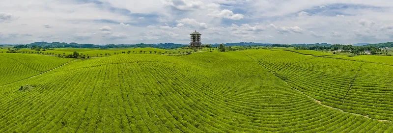 黔茶上榜品牌位居全国第一