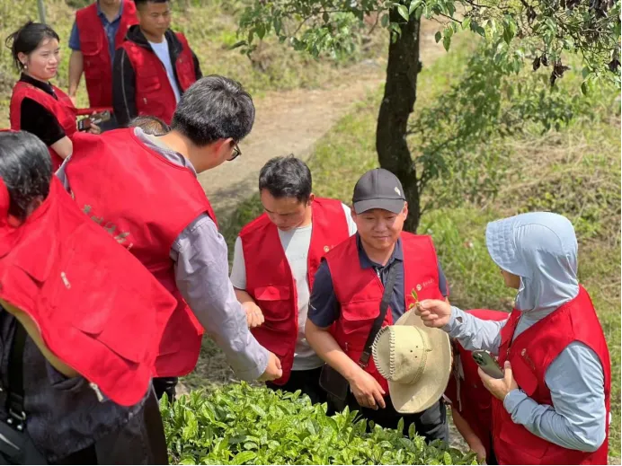 2024年贵州绿茶地理标志农产品保护工程雷山茶园管理田间学校培训在雷山举行