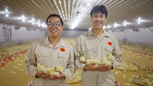 麦当劳中国首推"无笼好鸡"标识，日行千步，来自麦麦农场