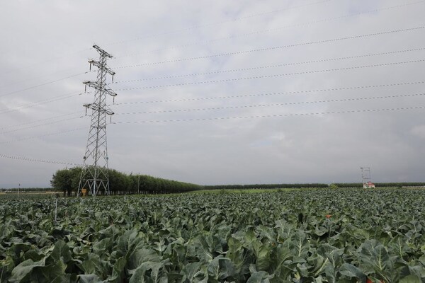 走进宁夏固原：六盘山冷凉蔬菜引领乡村产业振兴新标杆