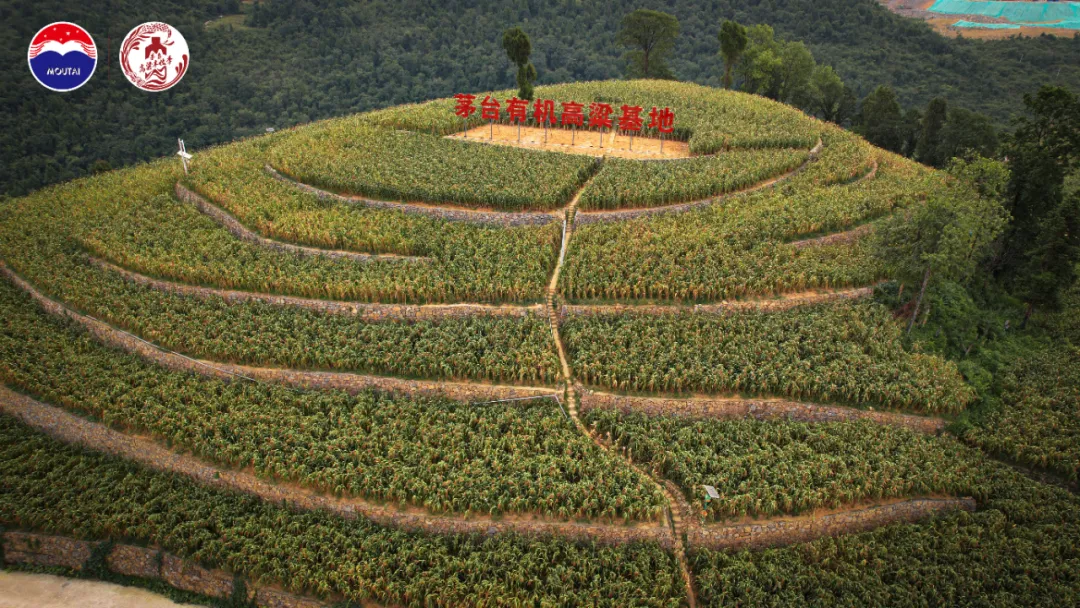 丰收敬粮农 质量承千秋 甲辰年茅台红缨子高粱丰收季活动圆满举办