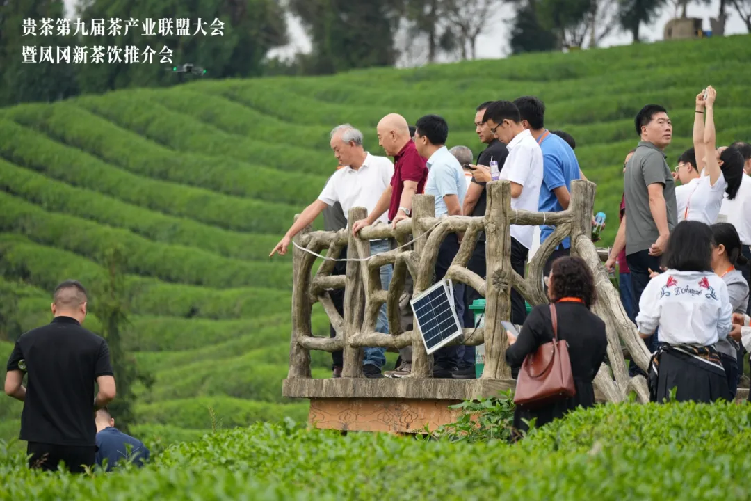 胡继承：抹茶是贵州绿茶、贵州干净茶新的增长点