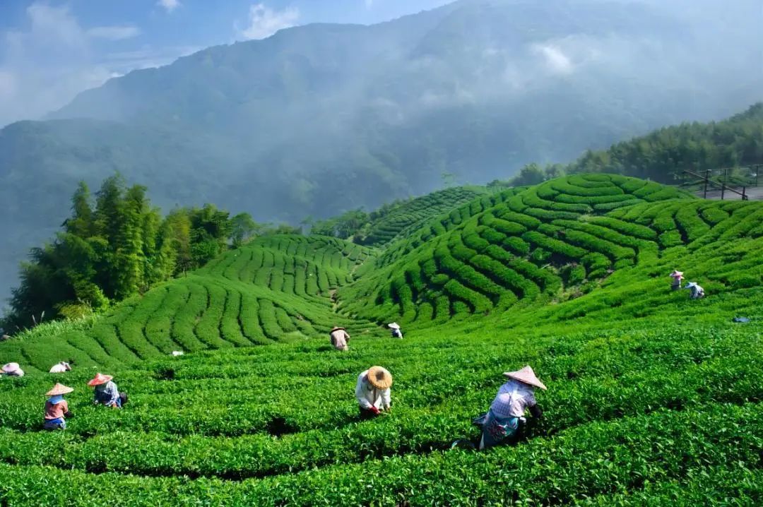 金尘茶：用真诚为消费者奉上一瓶好茶