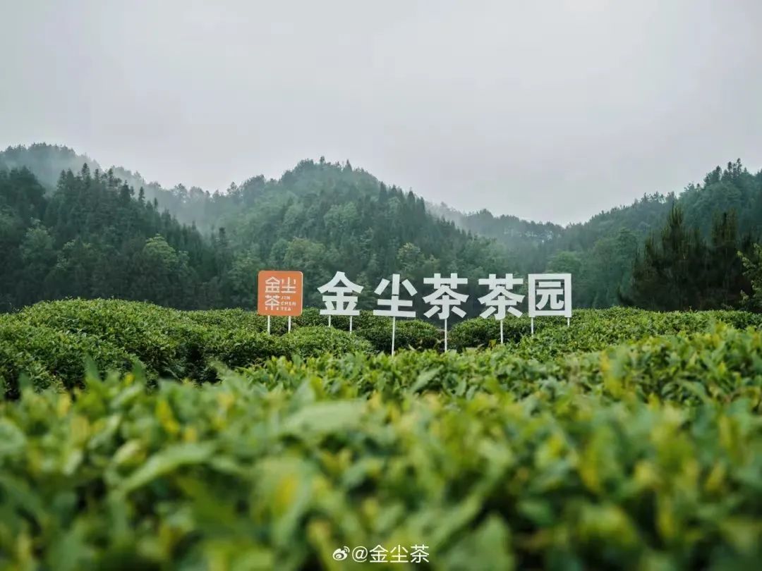 金尘茶：用真诚为消费者奉上一瓶好茶