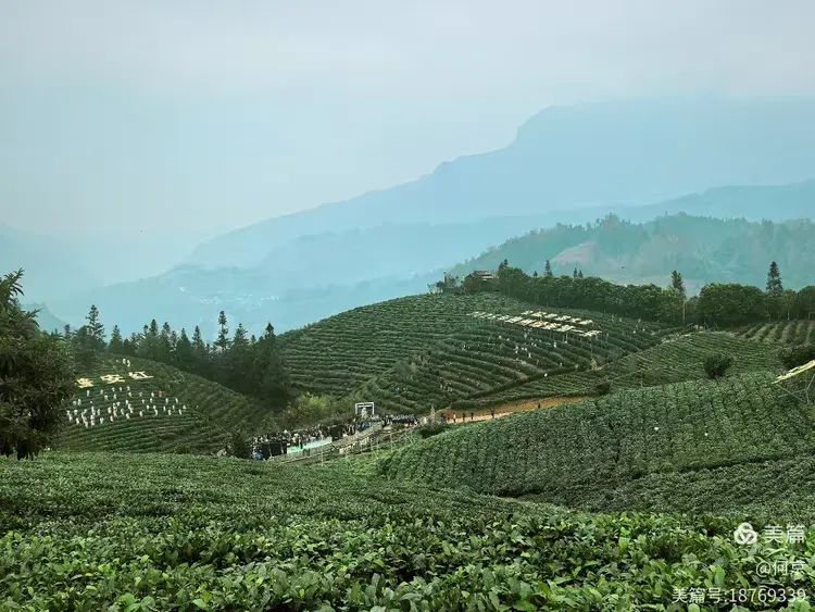 何京：历史文化视野下的普安茶——浅谈普安茶与当地历史文化的相互加持