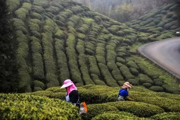 快@你的旅游搭子！与你一同探寻茶香古韵，尽享贵州茶山美景！