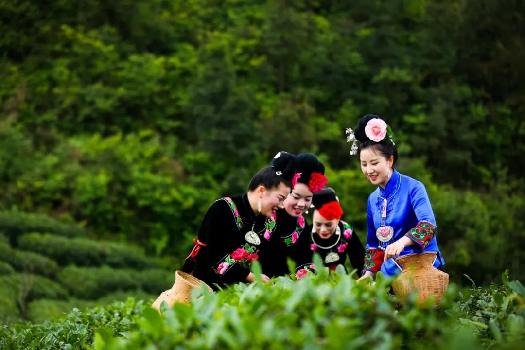 快@你的旅游搭子！与你一同探寻茶香古韵，尽享贵州茶山美景！