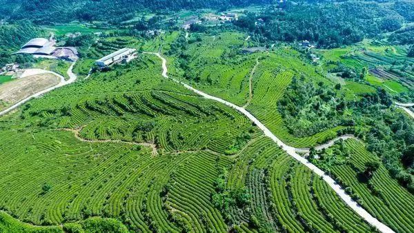 快@你的旅游搭子！与你一同探寻茶香古韵，尽享贵州茶山美景！