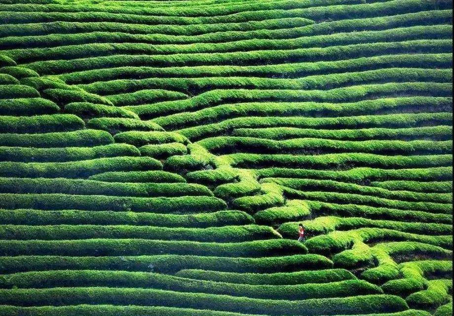 快@你的旅游搭子！与你一同探寻茶香古韵，尽享贵州茶山美景！