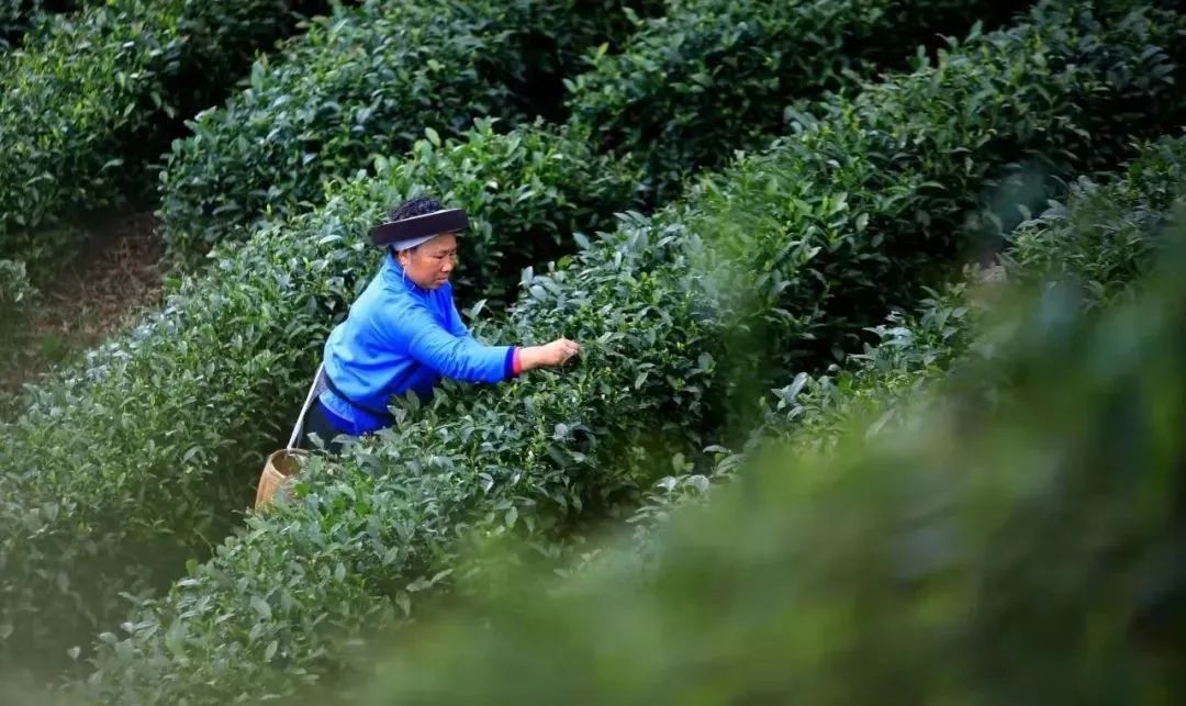 快@你的旅游搭子！与你一同探寻茶香古韵，尽享贵州茶山美景！