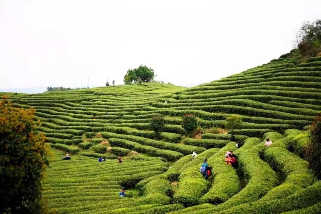 快@你的旅游搭子！与你一同探寻茶香古韵，尽享贵州茶山美景！