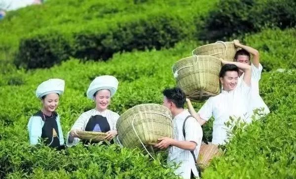 快@你的旅游搭子！与你一同探寻茶香古韵，尽享贵州茶山美景！